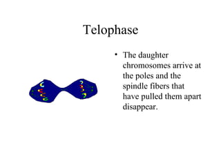 Telophase The daughter chromosomes arrive at the poles and the spindle fibers that have pulled them apart disappear.  