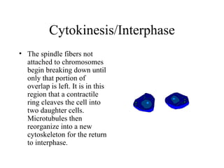 Cytokinesis/Interphase The spindle fibers not attached to chromosomes begin breaking down until only that portion of overlap is left. It is in this region that a contractile ring cleaves the cell into two daughter cells. Microtubules then reorganize into a new cytoskeleton for the return to interphase.  