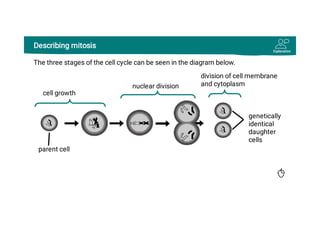 Understanding the Cell Cycle and Mitosis: Stages and Significance in ...