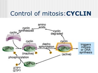 Control of mitosis:CYCLIN
 