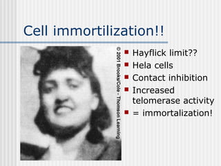 Cell immortilization!!
 Hayflick limit??
 Hela cells
 Contact inhibition
 Increased
telomerase activity
 = immortalization!
 