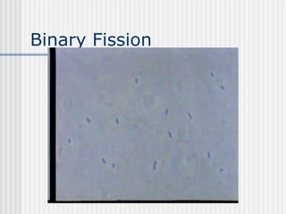 Binary Fission
 