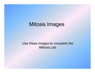 Mitosis Images
Use these images to complete the
Mitosis Lab
 