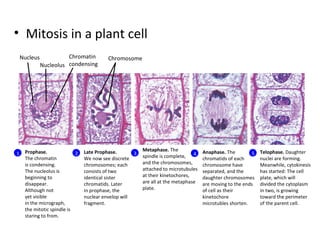 Mitosis in a plant cell | PPT
