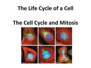 The Life Cycle of a Cell

The Cell Cycle and Mitosis
 
