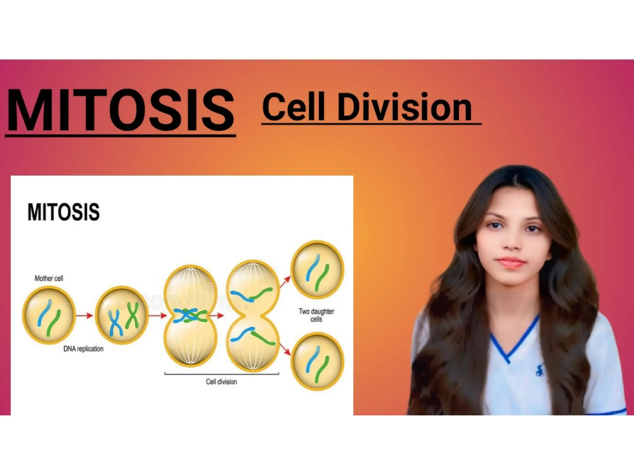 MITOSIS CELL DIVISION Mitosis is a type of cell division that occurs in ...