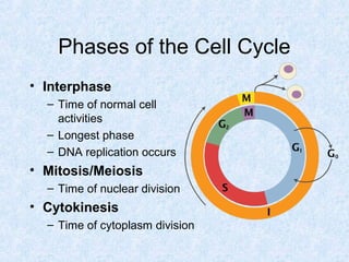 Mitosis Lab | PPT