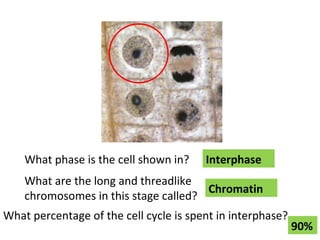 What phase is the cell shown in?  Interphase What are the long and threadlike chromosomes in this stage called? Chromatin What percentage of the cell cycle is spent in interphase? 90% 