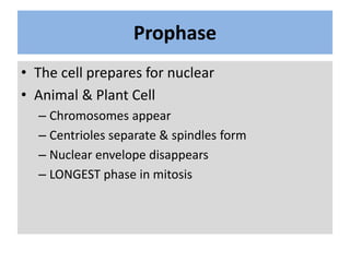 Prophase
• The cell prepares for nuclear
• Animal & Plant Cell
– Chromosomes appear
– Centrioles separate & spindles form
...