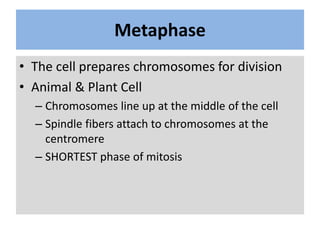 Metaphase
• The cell prepares chromosomes for division
• Animal & Plant Cell
– Chromosomes line up at the middle of the ce...