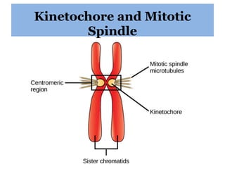 Kinetochore and Mitotic
Spindle
 