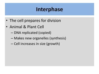 Interphase
• The cell prepares for division
• Animal & Plant Cell
– DNA replicated (copied)
– Makes new organelles (synthe...