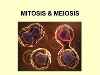 MITOSIS & MEIOSIS
 