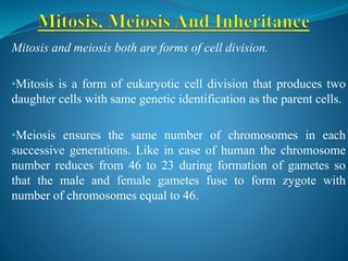 Mitosis and meiosis both are forms of cell division.
•Mitosis is a form of eukaryotic cell division that produces two
daughter cells with same genetic identification as the parent cells.
•Meiosis ensures the same number of chromosomes in each
successive generations. Like in case of human the chromosome
number reduces from 46 to 23 during formation of gametes so
that the male and female gametes fuse to form zygote with
number of chromosomes equal to 46.
 