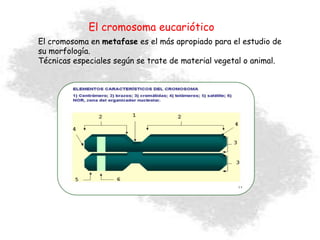 El cromosoma en metafase es el más apropiado para el estudio de
su morfología.
Técnicas especiales según se trate de material vegetal o animal.
Cromosoma eucariótico
El cromosoma eucariótico
 