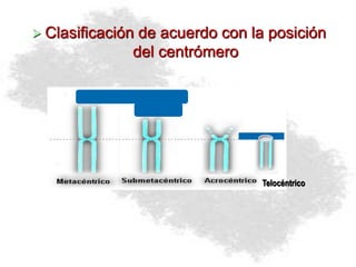  Clasificación de acuerdo con la posición
del centrómero
Telocéntrico
 