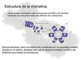Estructura de la cromatina.
 Varios autores consideran solo la asociación del ADN y las histonas
formando una estructura molecular definida: los nucleosomas
Estructuralmente, cada cromátida está constituida por un esqueleto proteico,
situado en el interior, alrededor del cual se dispone enrollado el ADN y las
proteínas que forman el cromosoma.
 
