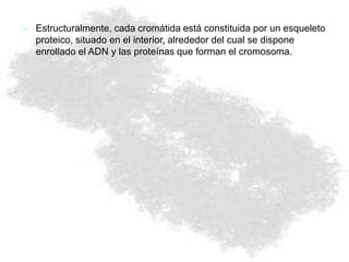  Estructuralmente, cada cromátida está constituida por un esqueleto
proteico, situado en el interior, alrededor del cual se dispone
enrollado el ADN y las proteínas que forman el cromosoma.
 