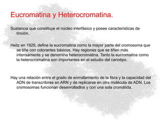Eucromatina y Heterocromatina.
Sustancia que constituye el núcleo interfásico y posee características de
tinción.
Heitz en 1929, define la eucromatina como la mayor parte del cromosoma que
se tiñe con colorantes básicos. Hay regiones que se tiñen más
intensamente y se denomina heterocromatina. Tanto la eucromatina como
la heterocromatina son importantes en el estudio del cariotipo.
Hay una relación entre el grado de enrrollamiento de la fibra y la capacidad del
ADN de transcribirse en ARN y de replicarse en otra molécula de ADN. Los
cromosomas funcionan desenrolladlos y con una sola cromátida.
 