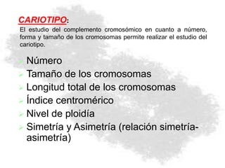  Número
 Tamaño de los cromosomas
 Longitud total de los cromosomas
 Índice centromérico
 Nivel de ploidía
 Simetría y Asimetría (relación simetría-
asimetría)
CARIOTIPO:
El estudio del complemento cromosómico en cuanto a número,
forma y tamaño de los cromosomas permite realizar el estudio del
cariotipo.
 