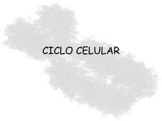 CICLO CELULAR
 