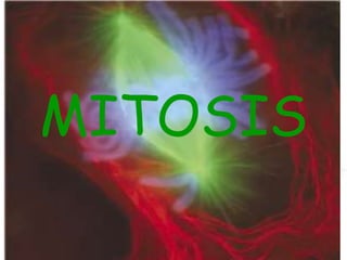 MITOSIS
 