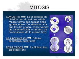 MITOSIS
 