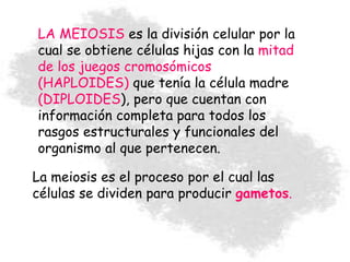 LA MEIOSIS es la división celular por la
cual se obtiene células hijas con la mitad
de los juegos cromosómicos
(HAPLOIDES) que tenía la célula madre
(DIPLOIDES), pero que cuentan con
información completa para todos los
rasgos estructurales y funcionales del
organismo al que pertenecen.
La meiosis es el proceso por el cual las
células se dividen para producir gametos.
 