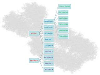 MEIOSIS I
PROFASES I
PRELEPTONEMA
LEPTONEMA
CIGONEMA
PAQUITEMA
DIPLONEMA
DIACINESIS
PROMETAFASE I
METAFASE I
ANAFASE I
TELOFASE I
MEIOSIS II
PROFASE II
METAFASE II
ANAFASE II
TELOFASE II
 