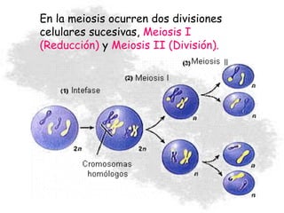 En la meiosis ocurren dos divisiones
celulares sucesivas, Meiosis I
(Reducción) y Meiosis II (División).
 