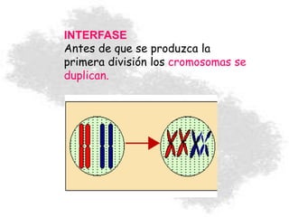 INTERFASE
Antes de que se produzca la
primera división los cromosomas se
duplican.
 