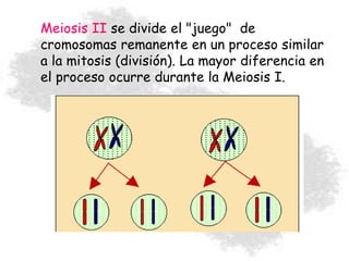 Meiosis II se divide el "juego" de
cromosomas remanente en un proceso similar
a la mitosis (división). La mayor diferencia en
el proceso ocurre durante la Meiosis I.
 