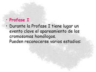• Profase I
• Durante la Profase I tiene lugar un
evento clave el apareamiento de los
cromosomas homólogos.
Pueden reconocerse varios estadios:
 