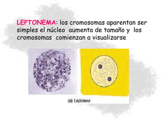 LEPTONEMA: los cromosomas aparentan ser
simples el núcleo aumenta de tamaño y los
cromosomas comienzan a visualizarse
 