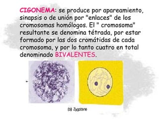 CIGONEMA: se produce por apareamiento,
sinapsis o de unión por "enlaces" de los
cromosomas homólogos. El " cromosoma"
resultante se denomina tétrada, por estar
formado por las dos cromátidas de cada
cromosoma, y por lo tanto cuatro en total
denominado BIVALENTES.
 