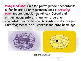 PAQUINEMA: En este punto puede presentarse
el fenómeno de entrecruzamiento o crossing-
over, (recombinación genética). Durante el
entrecruzamiento un fragmento de una
cromátida puede separarse e intercambiarse por
otro fragmento de su correspondiente homologo.
 