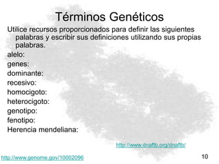 Términos Genéticos
Utilice recursos proporcionados para definir las siguientes
palabras y escribir sus definiciones utilizando sus propias
palabras.
alelo:
genes:
dominante:
recesivo:
homocigoto:
heterocigoto:
genotipo:
fenotipo:
Herencia mendeliana:
10
http://www.genome.gov/10002096
http://www.dnaftb.org/dnaftb/
 