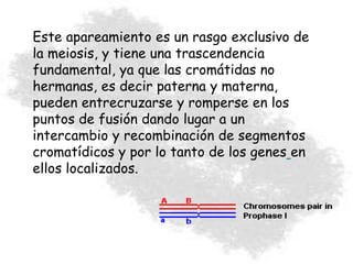 Este apareamiento es un rasgo exclusivo de
la meiosis, y tiene una trascendencia
fundamental, ya que las cromátidas no
hermanas, es decir paterna y materna,
pueden entrecruzarse y romperse en los
puntos de fusión dando lugar a un
intercambio y recombinación de segmentos
cromatídicos y por lo tanto de los genes en
ellos localizados.
 