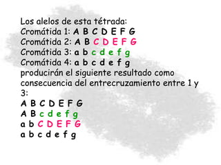 Los alelos de esta tétrada:
Cromátida 1: A B C D E F G
Cromátida 2: A B C D E F G
Cromátida 3: a b c d e f g
Cromátida 4: a b c d e f g
producirán el siguiente resultado como
consecuencia del entrecruzamiento entre 1 y
3:
A B C D E F G
A B c d e f g
a b C D E F G
a b c d e f g
 