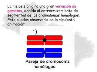 La meiosis origina una gran variación de
gametos, debido al entrecruzamiento de
segmentos de los cromosomas homólogos.
Esto puedes observarlo en la siguiente
animación:
 