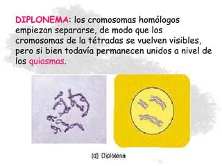 DIPLONEMA: los cromosomas homólogos
empiezan separarse, de modo que los
cromosomas de la tétradas se vuelven visibles,
pero si bien todavía permanecen unidos a nivel de
los quiasmas.
 