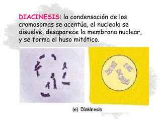 DIACINESIS: la condensación de los
cromosomas se acentúa, el nucleolo se
disuelve, desaparece la membrana nuclear,
y se forma el huso mitótico.
 