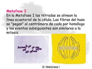 Metafase I
En la Metafase I las tétradas se alinean la
línea ecuatorial de la célula. Las fibras del huso
se "pegan" al centrómero de cada par homólogo
y los eventos subsiguientes son similares a la
mitosis.
 