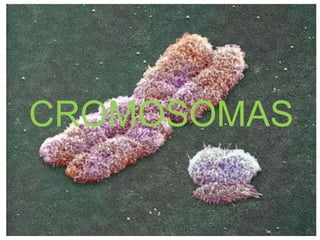 CROMOSOMAS
 