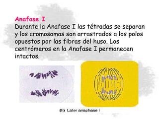 Anafase I
Durante la Anafase I las tétradas se separan
y los cromosomas son arrastrados a los polos
opuestos por las fibras del huso. Los
centrómeros en la Anafase I permanecen
intactos.
 