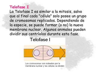 Telofase I
La Telofase I es similar a la mitosis, salvo
que al final cada "célula" solo posee un grupo
de cromosomas replicados. Dependiendo de
la especie, se puede formar (o no) la nueva
membrana nuclear. Algunos animales pueden
dividir sus centríolos durante esta fase.
 