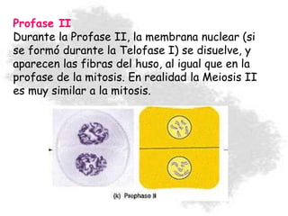 Profase II
Durante la Profase II, la membrana nuclear (si
se formó durante la Telofase I) se disuelve, y
aparecen las fibras del huso, al igual que en la
profase de la mitosis. En realidad la Meiosis II
es muy similar a la mitosis.
 