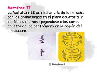 Metafase II
La Metafase II es similar a la de la mitosis,
con los cromosomas en el plano ecuatorial y
las fibras del huso pegándose a las caras
opuesta de los centrómero en la región del
cinetocoro.
 