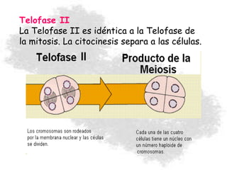 Telofase II
La Telofase II es idéntica a la Telofase de
la mitosis. La citocinesis separa a las células.
 