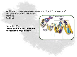 Naegeli, 1884
Cromosoma: Es el material
hereditario organizado
Waldeyer observó cuerpos de color y los llamó “cromosomas”
del griego: cuerpos coloreados.
Fleming
Balbiani
 